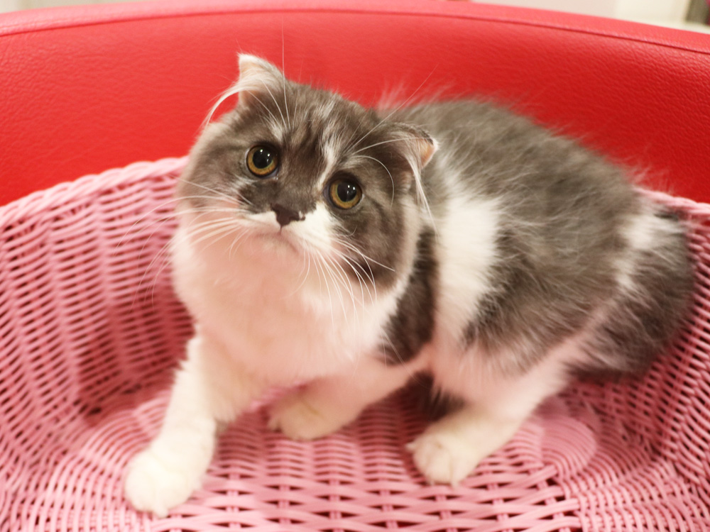 スコティッシュフォールドの子猫画像