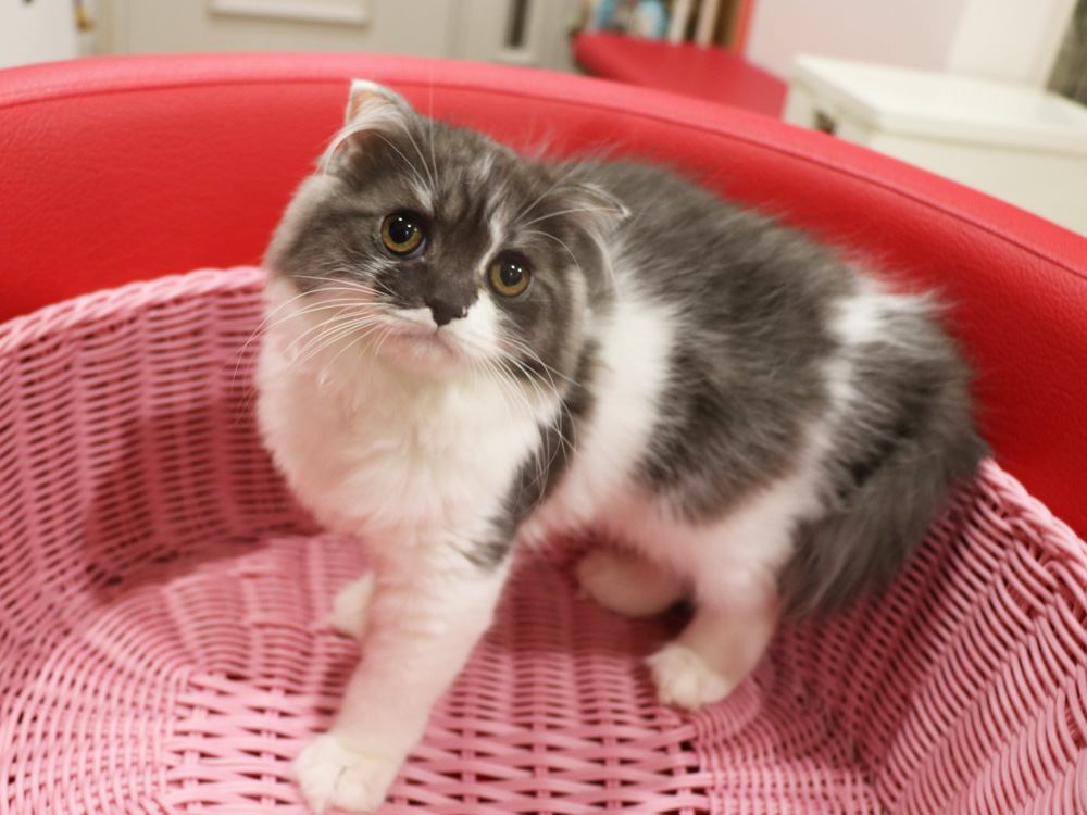 スコティッシュフォールドの子猫画像