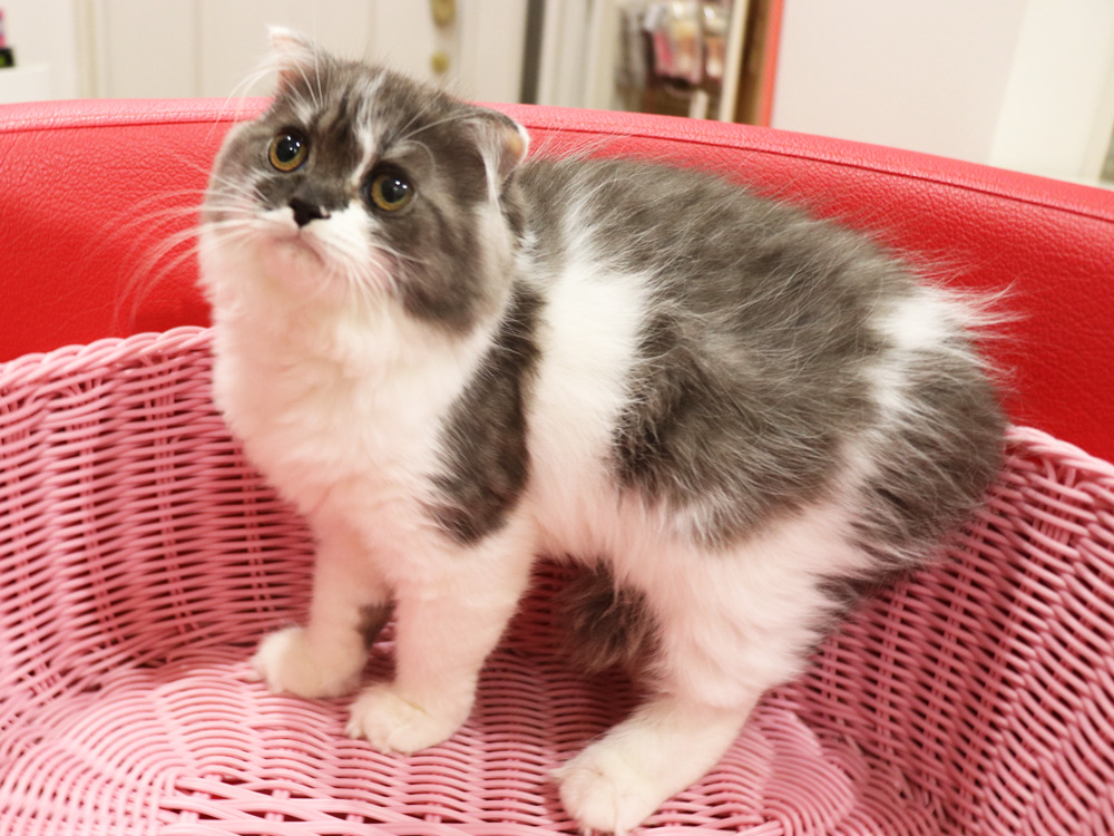スコティッシュフォールドの子猫画像