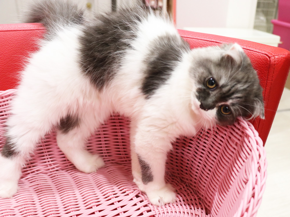 スコティッシュフォールドの子猫画像