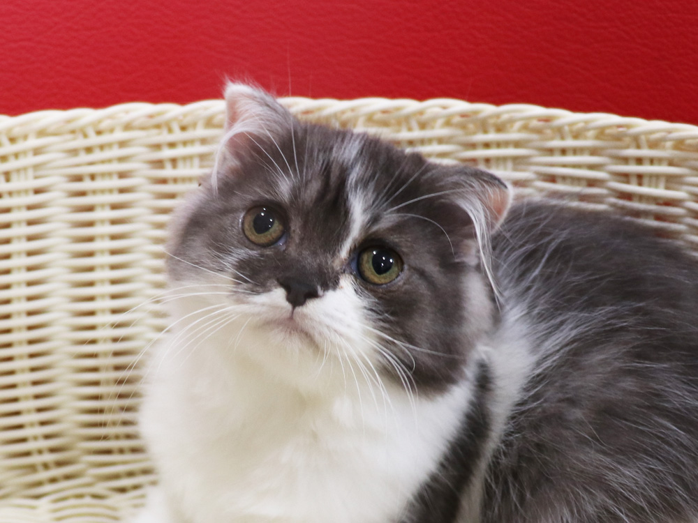 スコティッシュフォールドの子猫画像