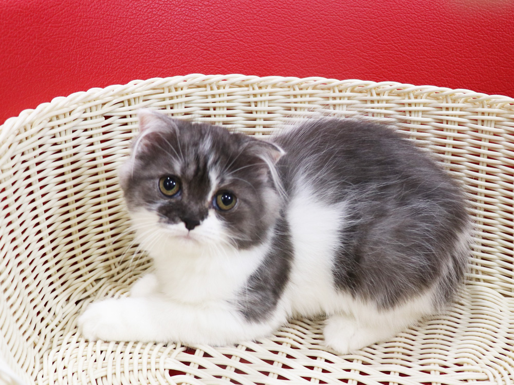 スコティッシュフォールドの子猫画像