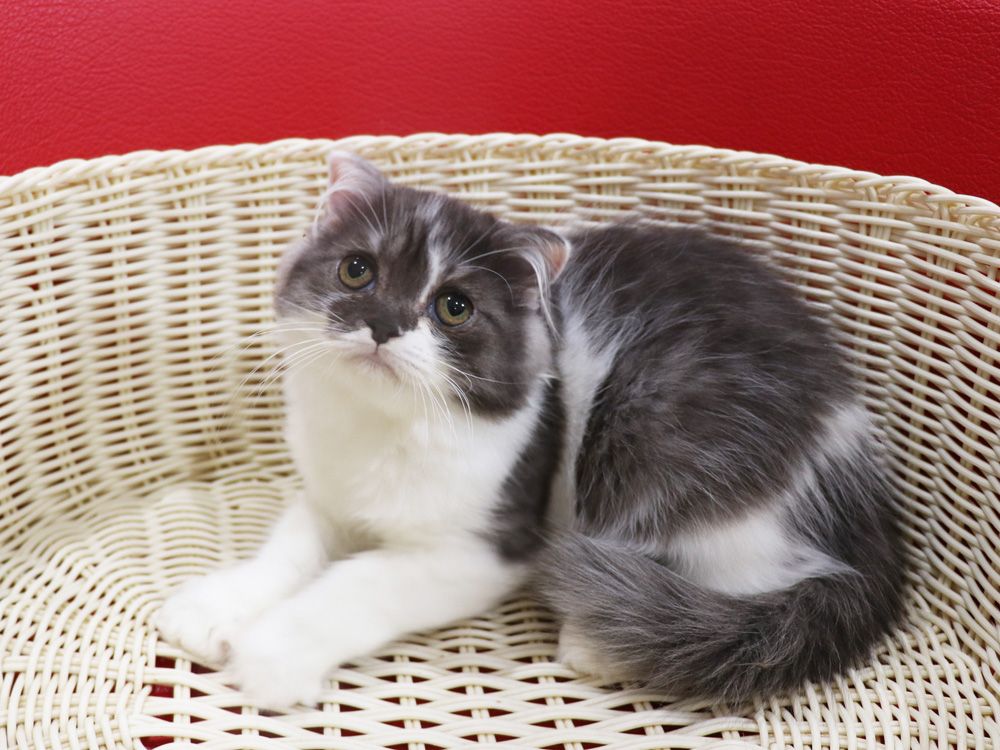 スコティッシュフォールドの子猫画像