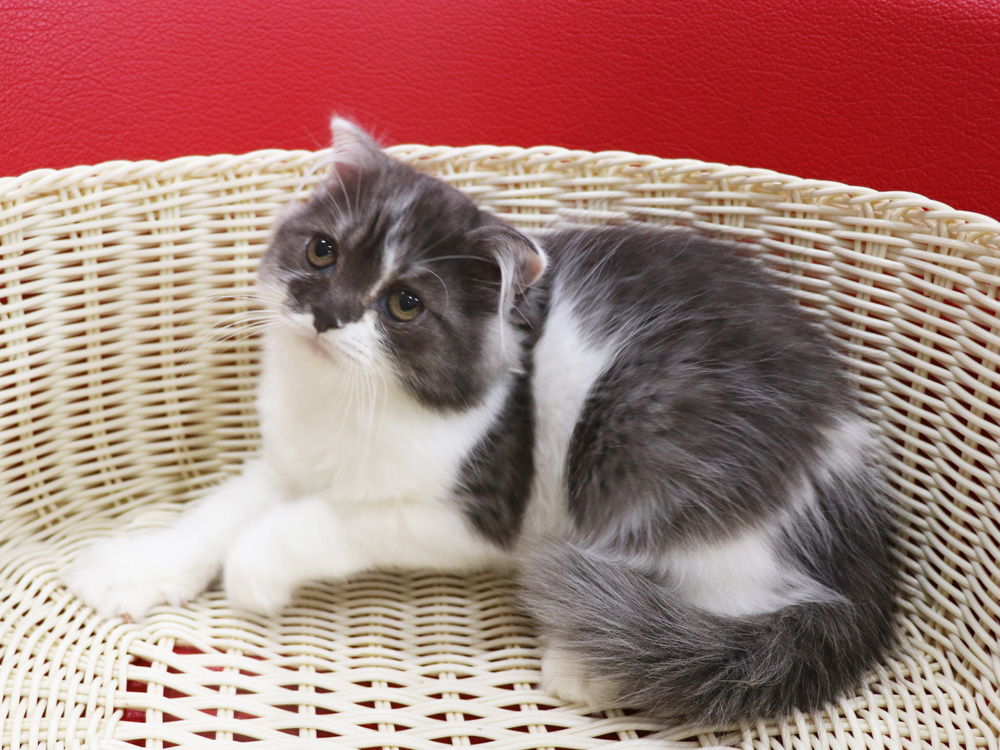 スコティッシュフォールドの子猫画像
