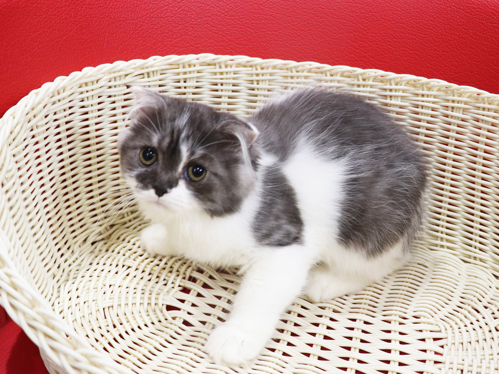 スコティッシュフォールドの子猫画像