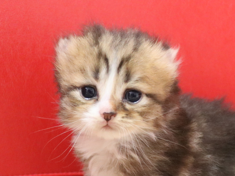 スコティッシュフォールドの子猫画像