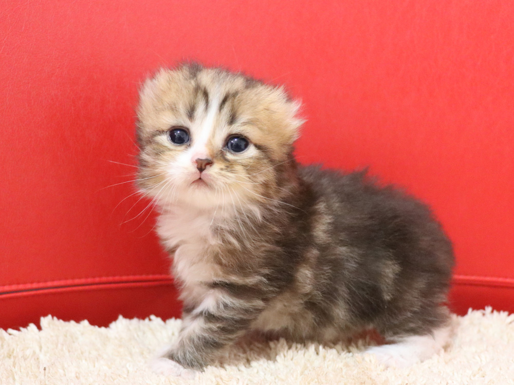 スコティッシュフォールドの子猫画像