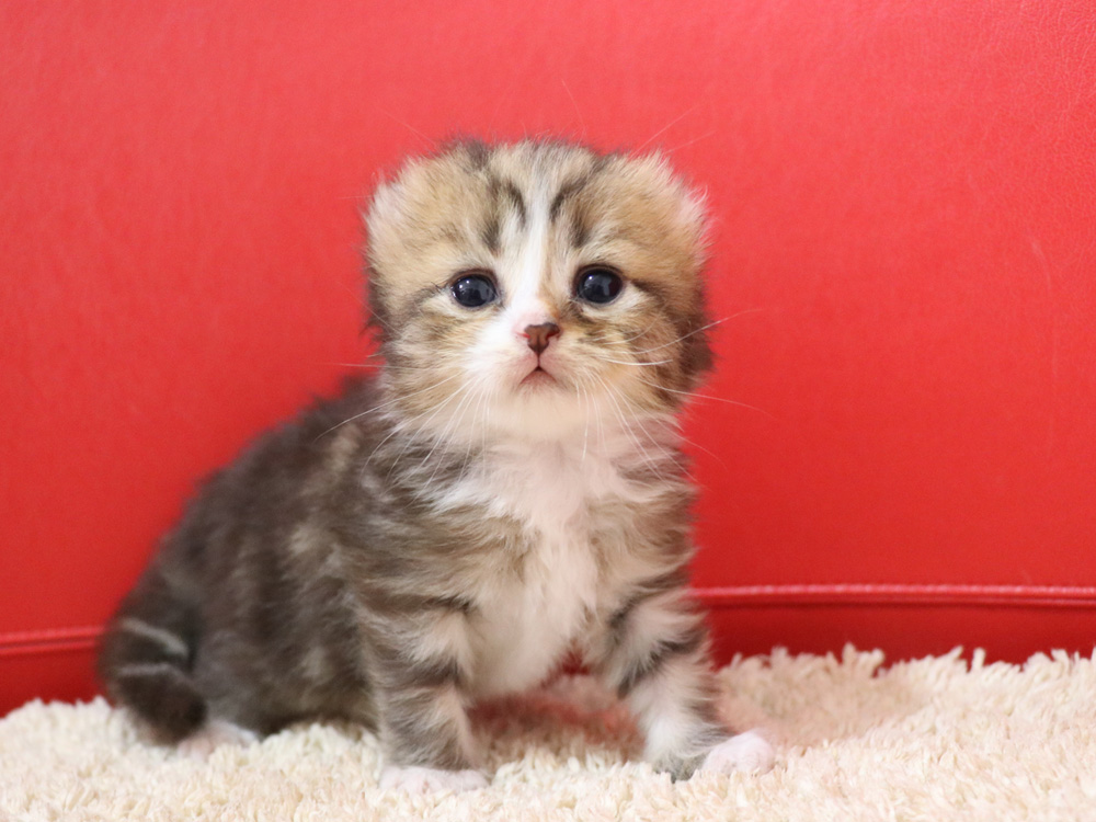 スコティッシュフォールドの子猫画像