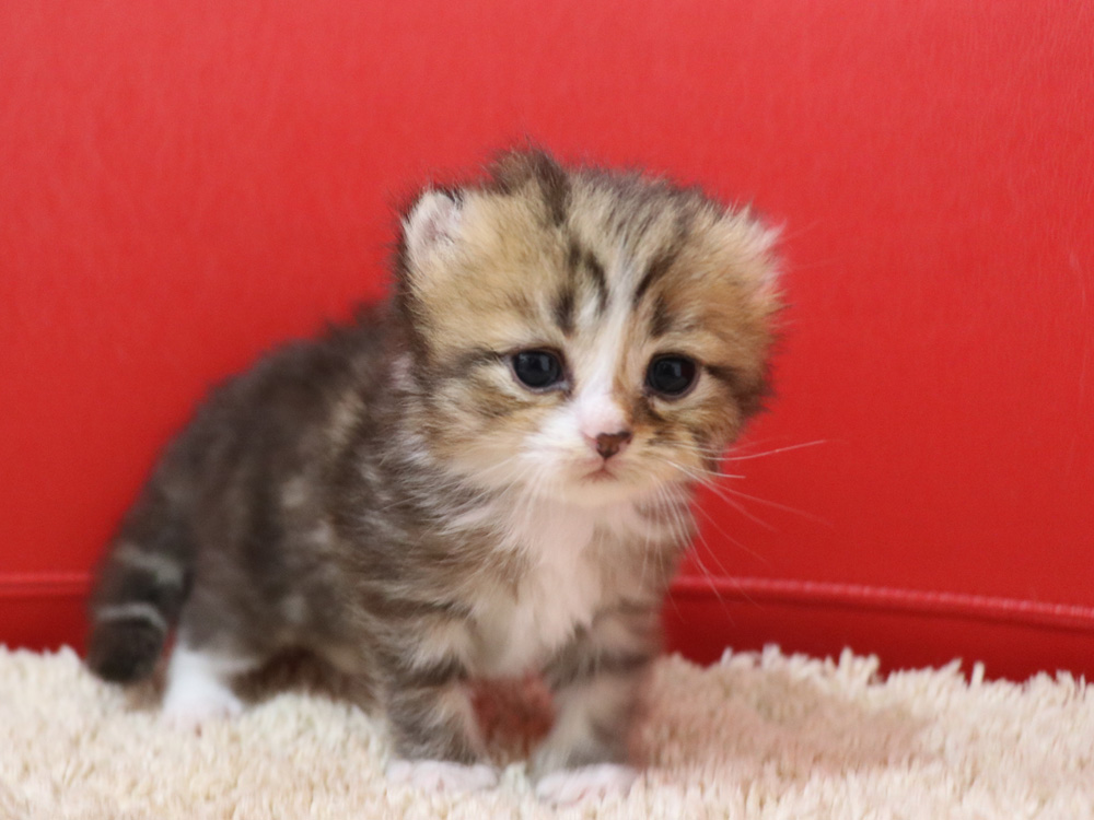 スコティッシュフォールドの子猫画像