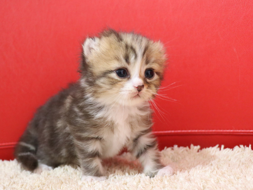 スコティッシュフォールドの子猫画像