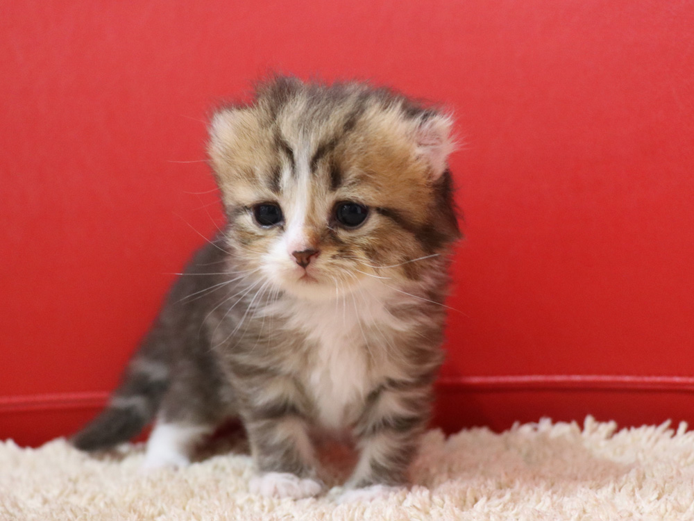 スコティッシュフォールドの子猫画像