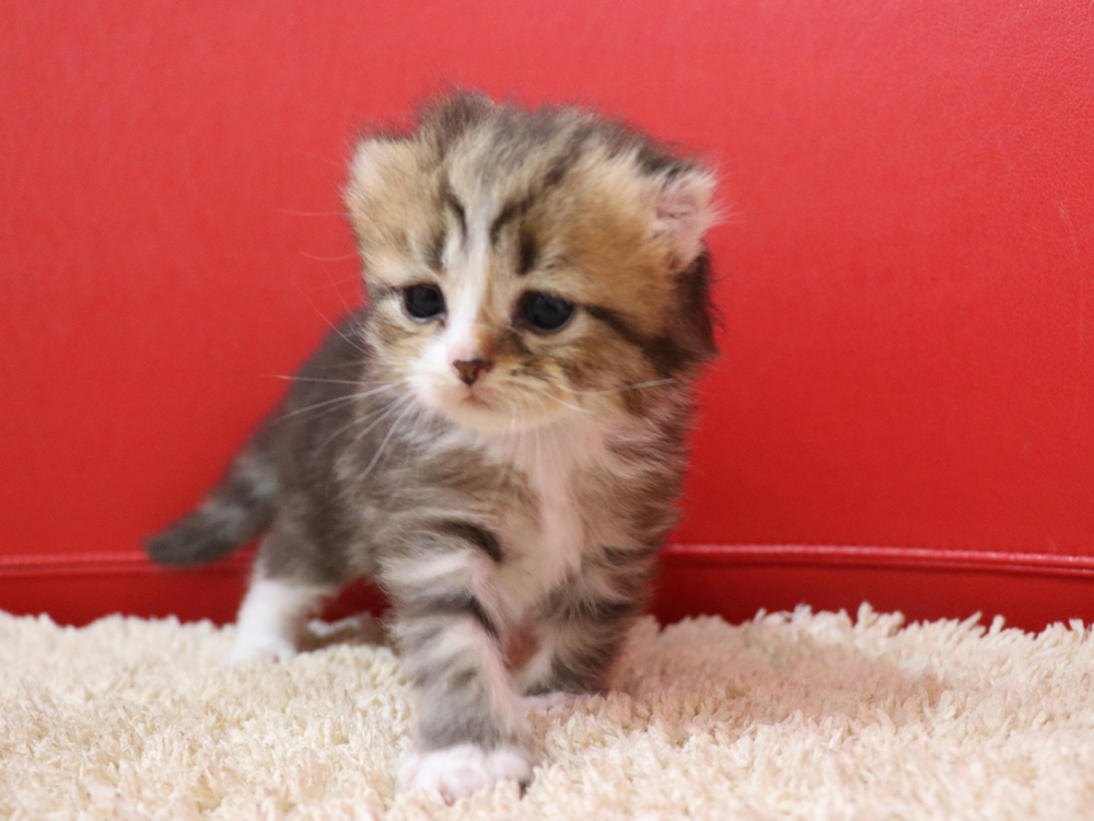 スコティッシュフォールドの子猫画像