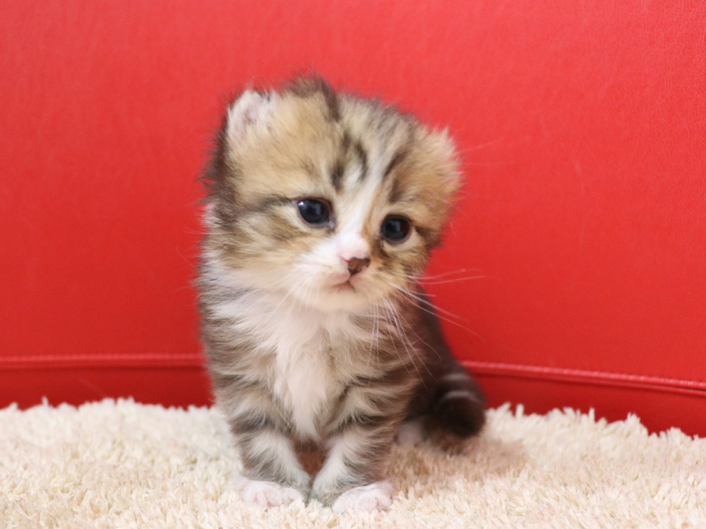 スコティッシュフォールドの子猫画像