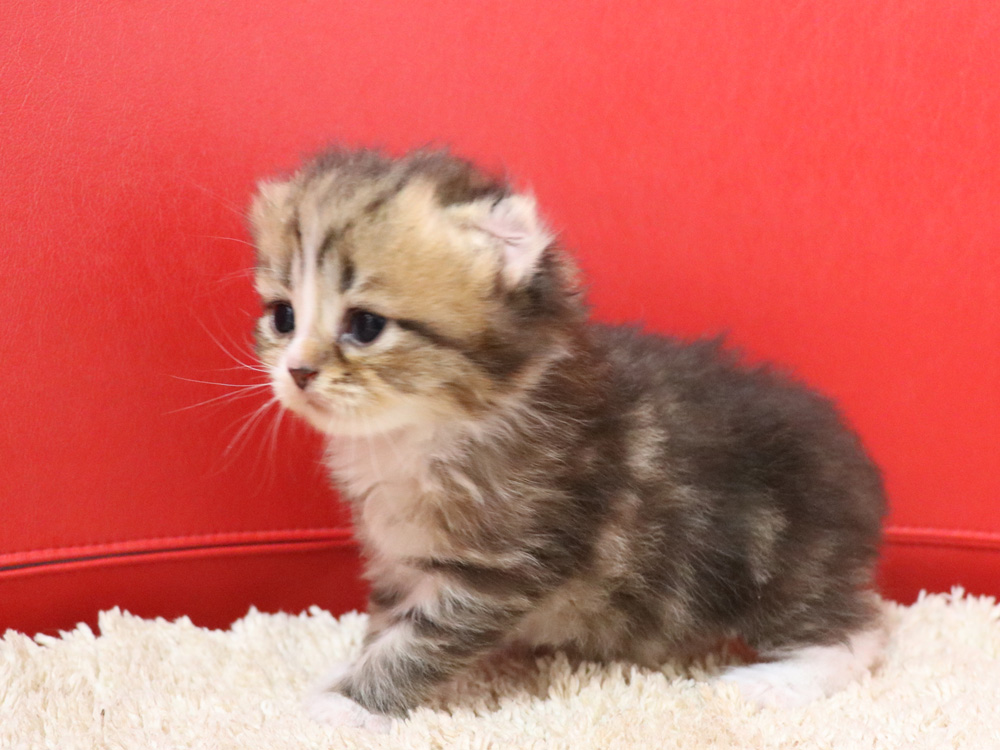 スコティッシュフォールドの子猫画像