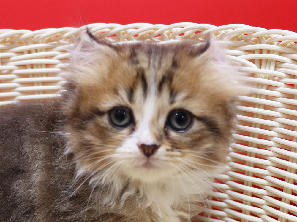 スコティッシュフォールドの子猫画像