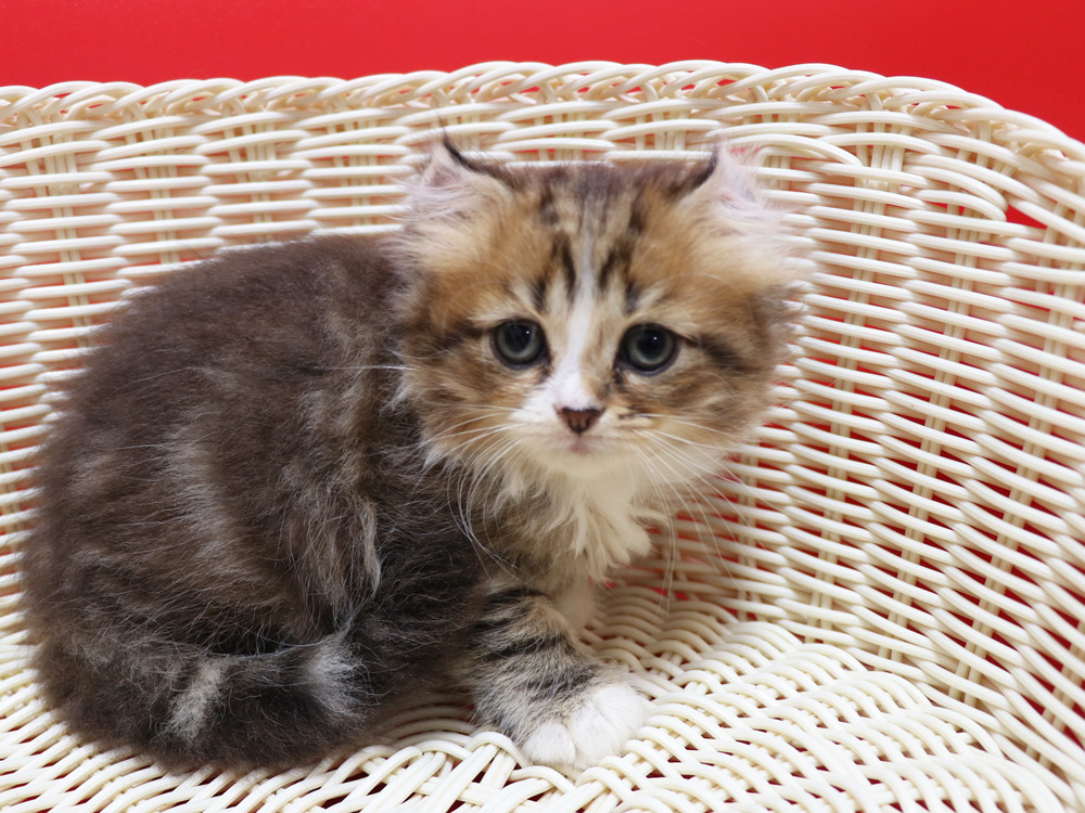 スコティッシュフォールドの子猫画像
