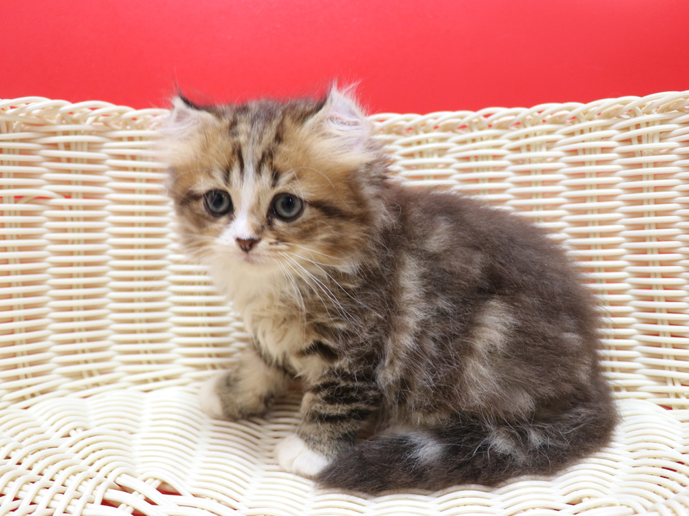 スコティッシュフォールドの子猫画像