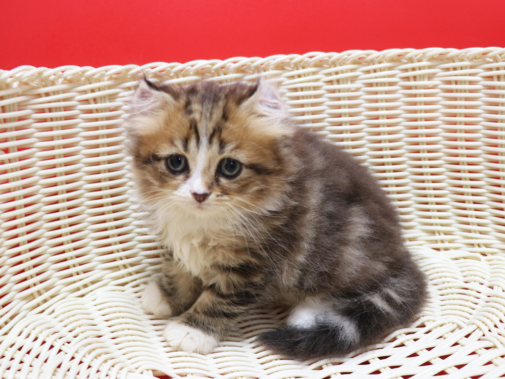 スコティッシュフォールドの子猫画像