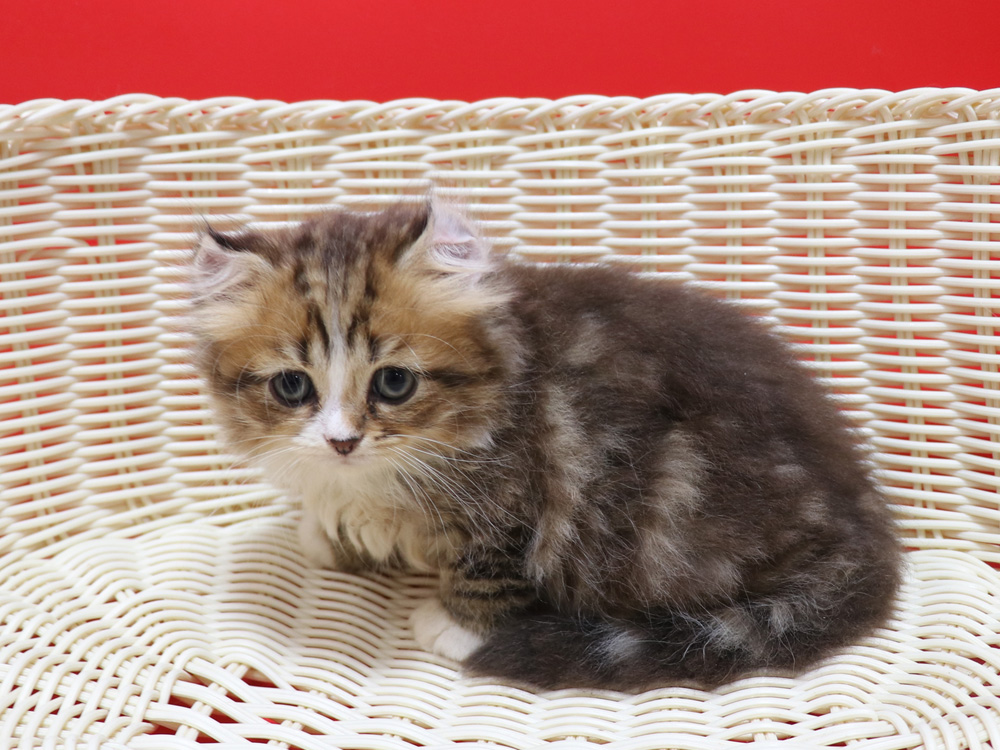 スコティッシュフォールドの子猫画像