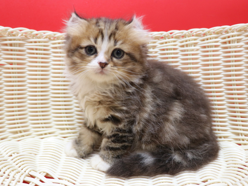 スコティッシュフォールドの子猫画像