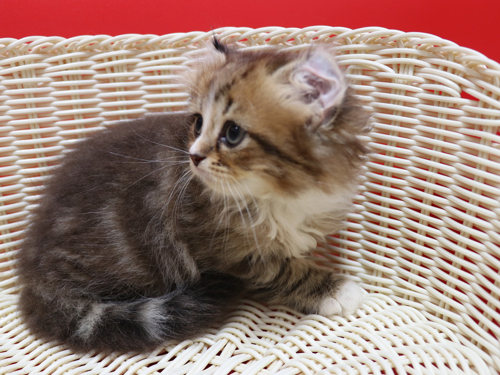 スコティッシュフォールドの子猫画像