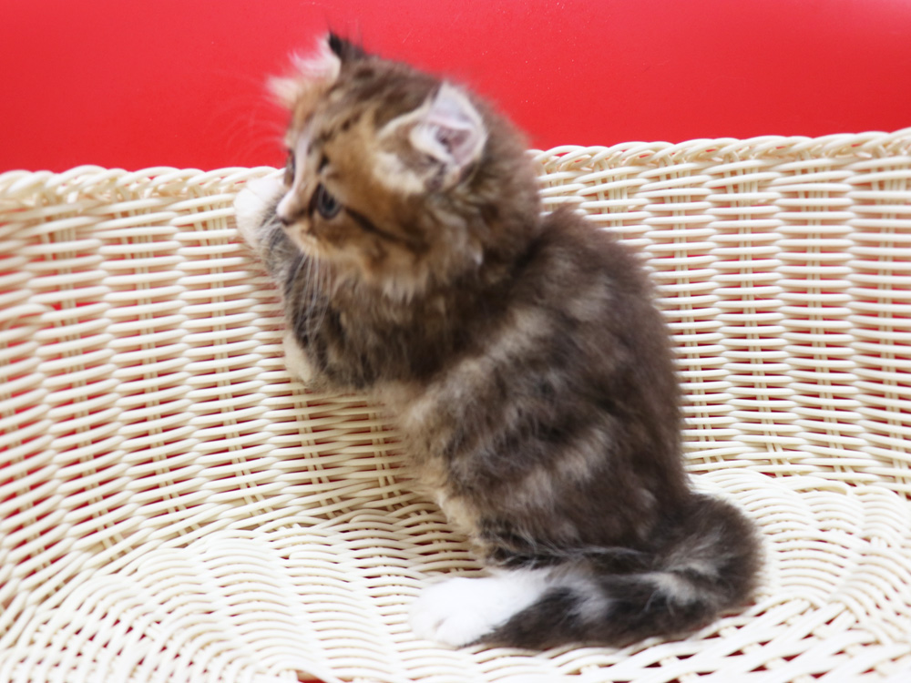 スコティッシュフォールドの子猫画像