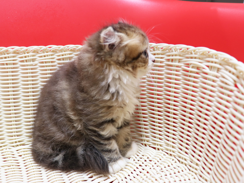 スコティッシュフォールドの子猫画像