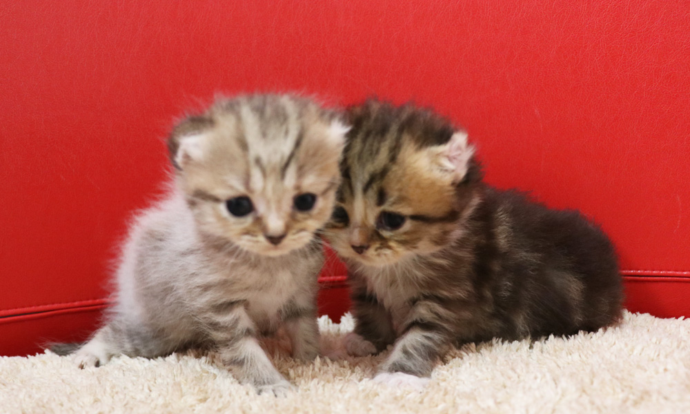 スコティッシュフォールドの子猫画像