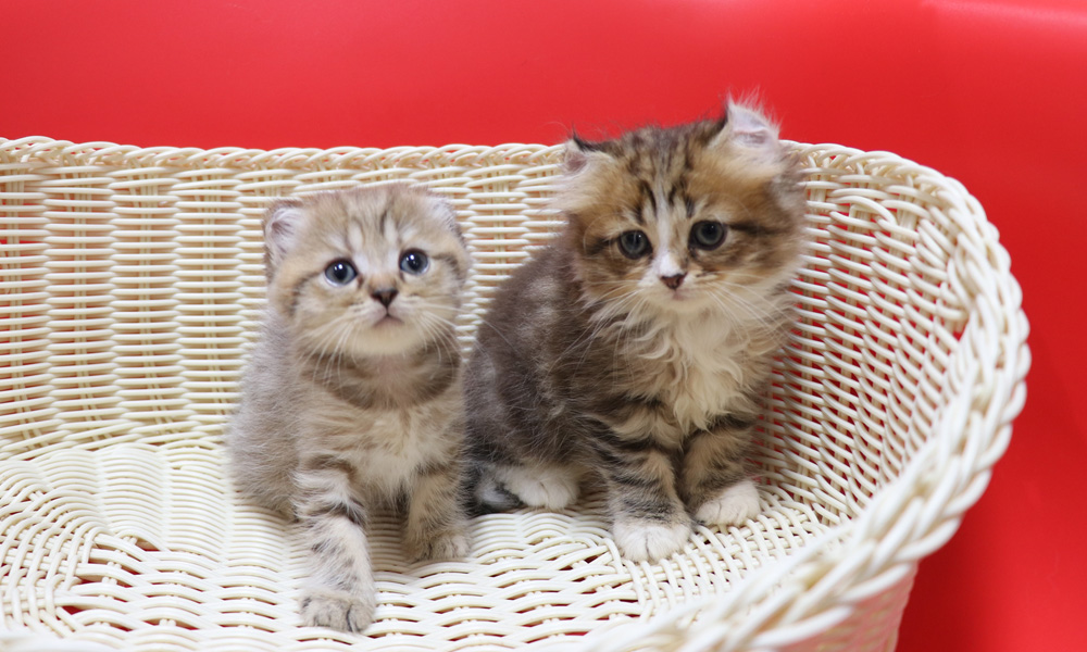 スコティッシュフォールドの子猫画像