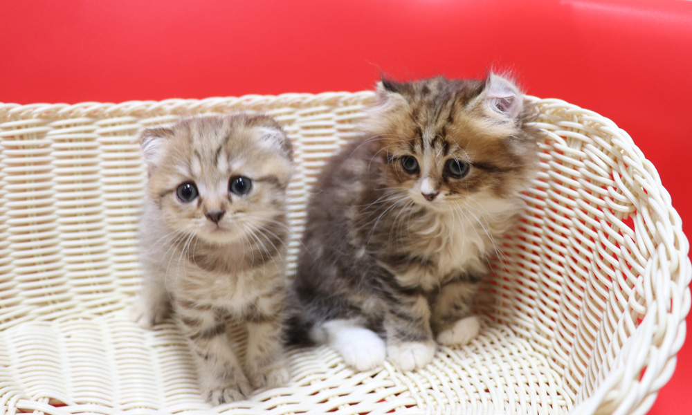 スコティッシュフォールドの子猫画像