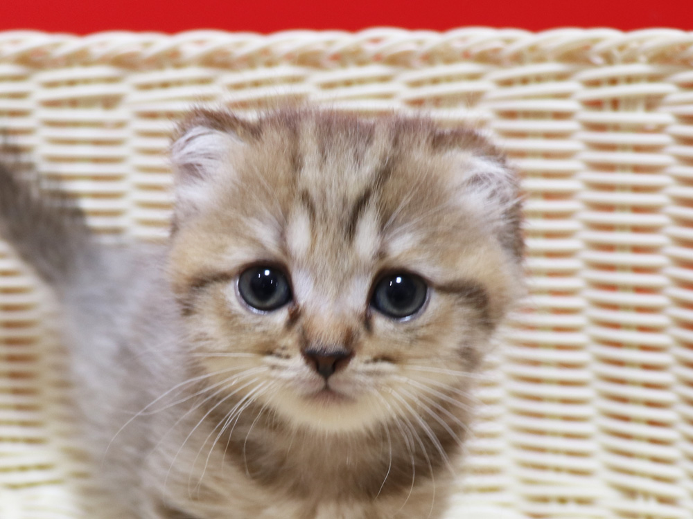スコティッシュフォールドの子猫画像