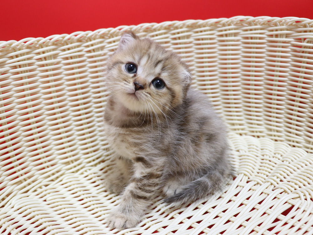スコティッシュフォールドの子猫画像