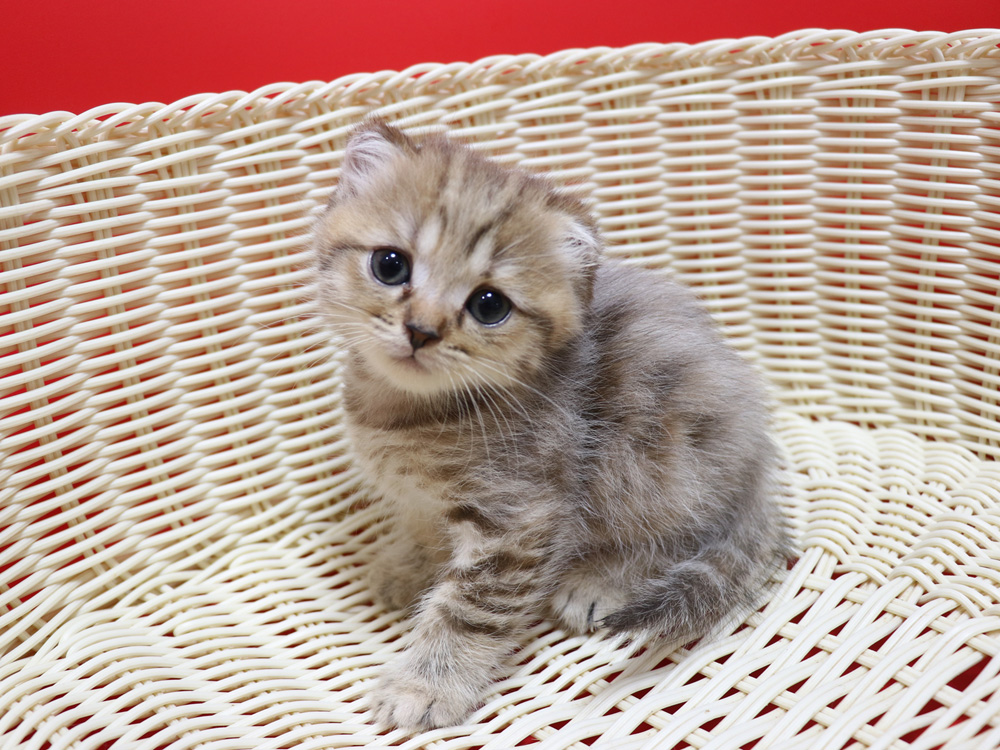 スコティッシュフォールドの子猫画像
