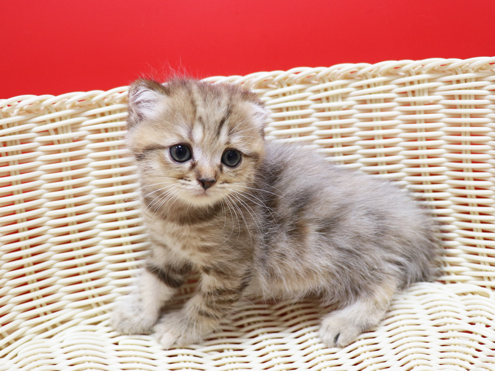 スコティッシュフォールドの子猫画像