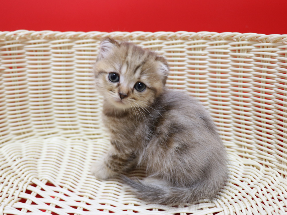 スコティッシュフォールドの子猫画像