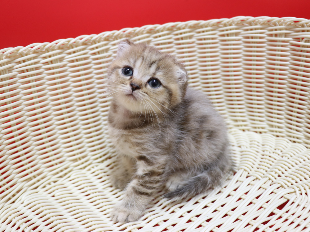 スコティッシュフォールドの子猫画像