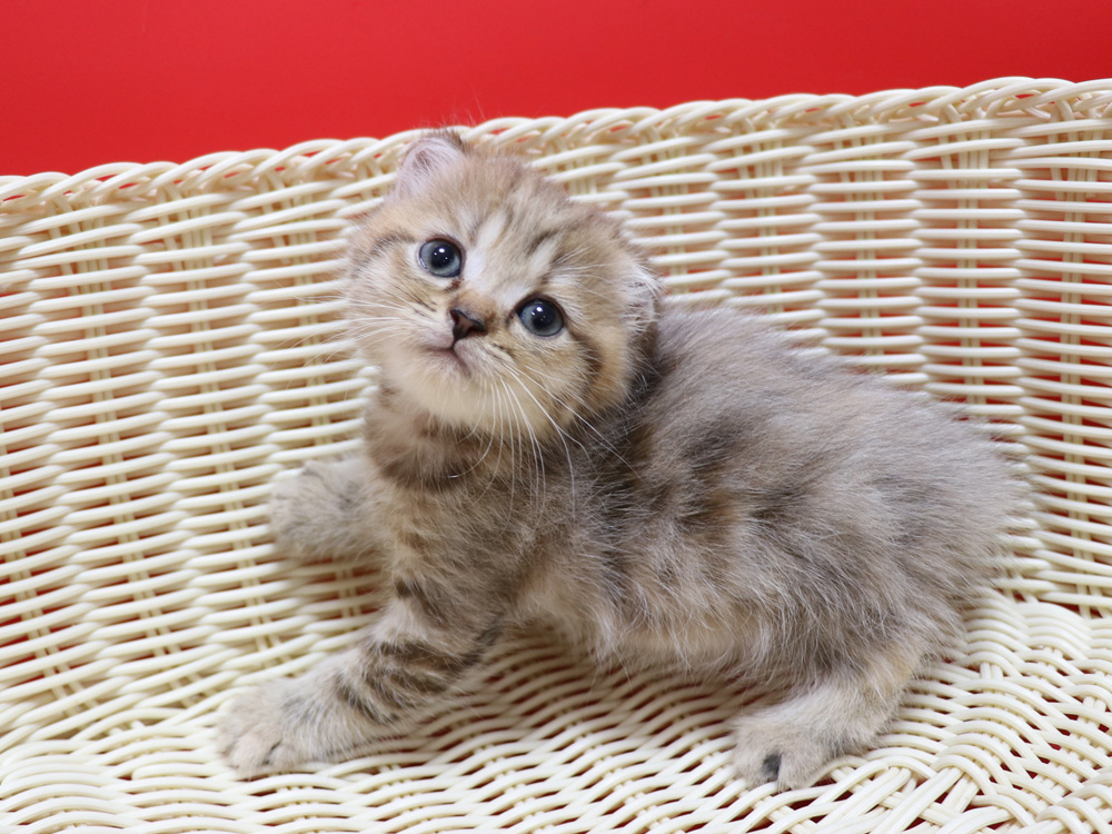 スコティッシュフォールドの子猫画像