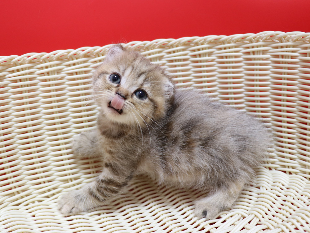 スコティッシュフォールドの子猫画像