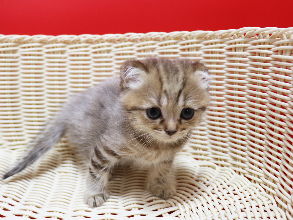 スコティッシュフォールドの子猫画像