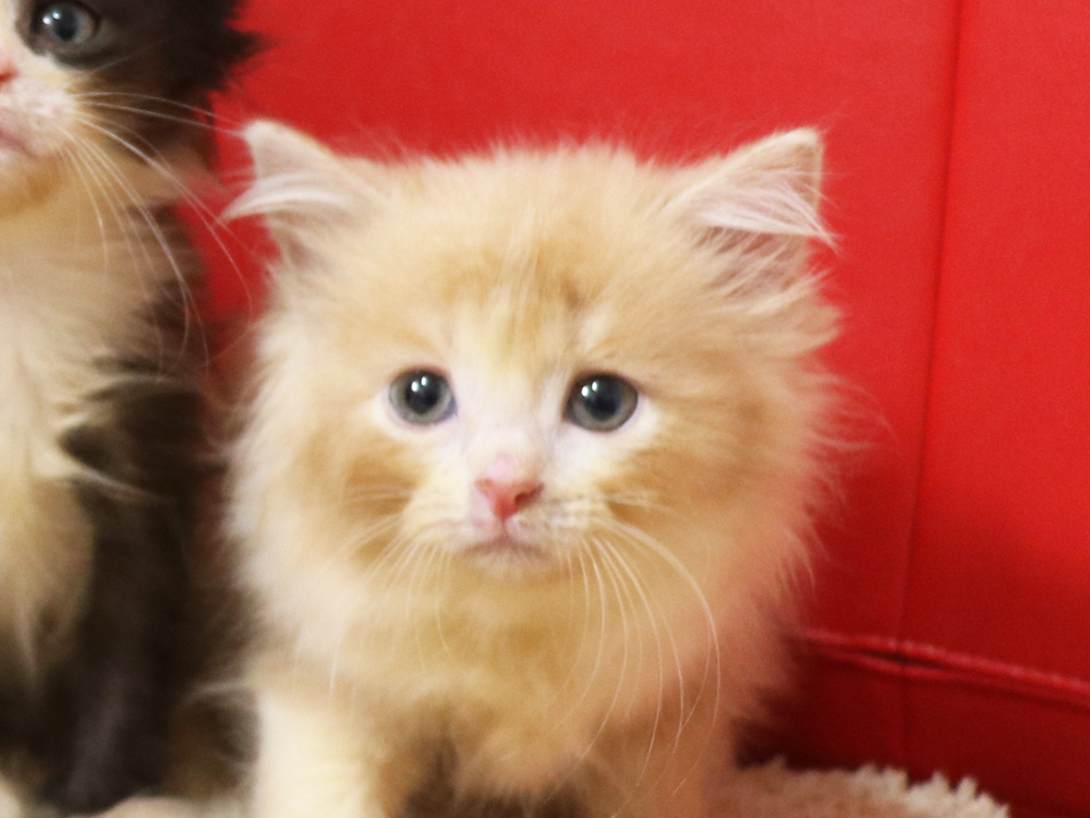 スコティッシュフォールドの子猫画像