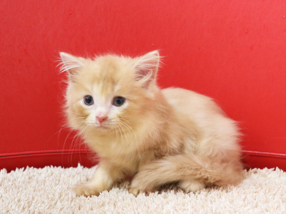 スコティッシュフォールドの子猫画像