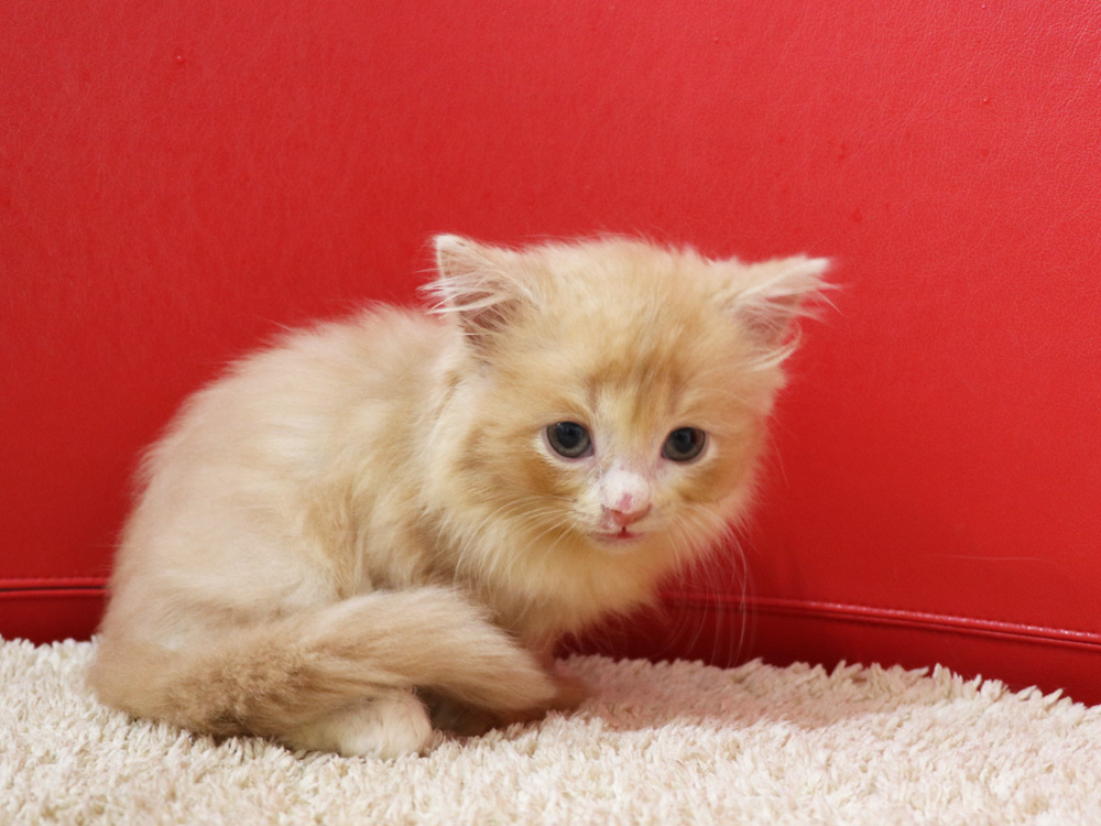 スコティッシュフォールドの子猫画像