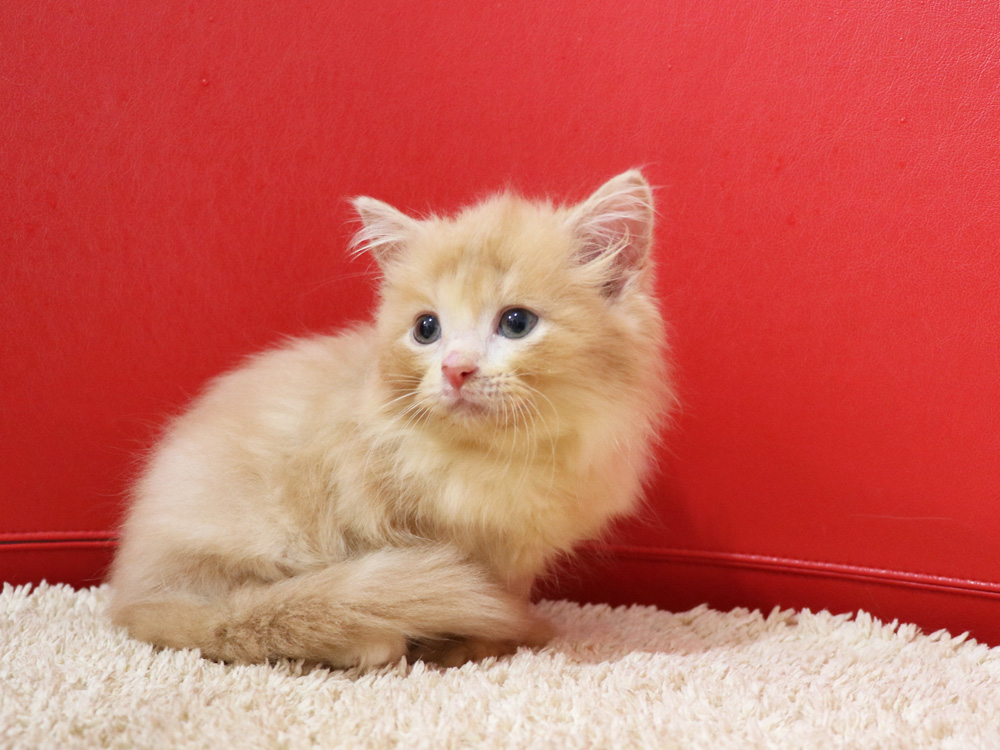 スコティッシュフォールドの子猫画像