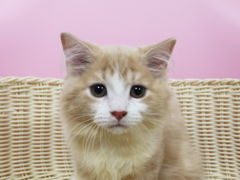 スコティッシュフォールドの子猫画像