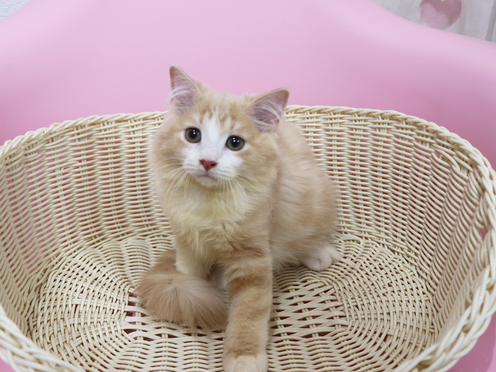 スコティッシュフォールドの子猫画像