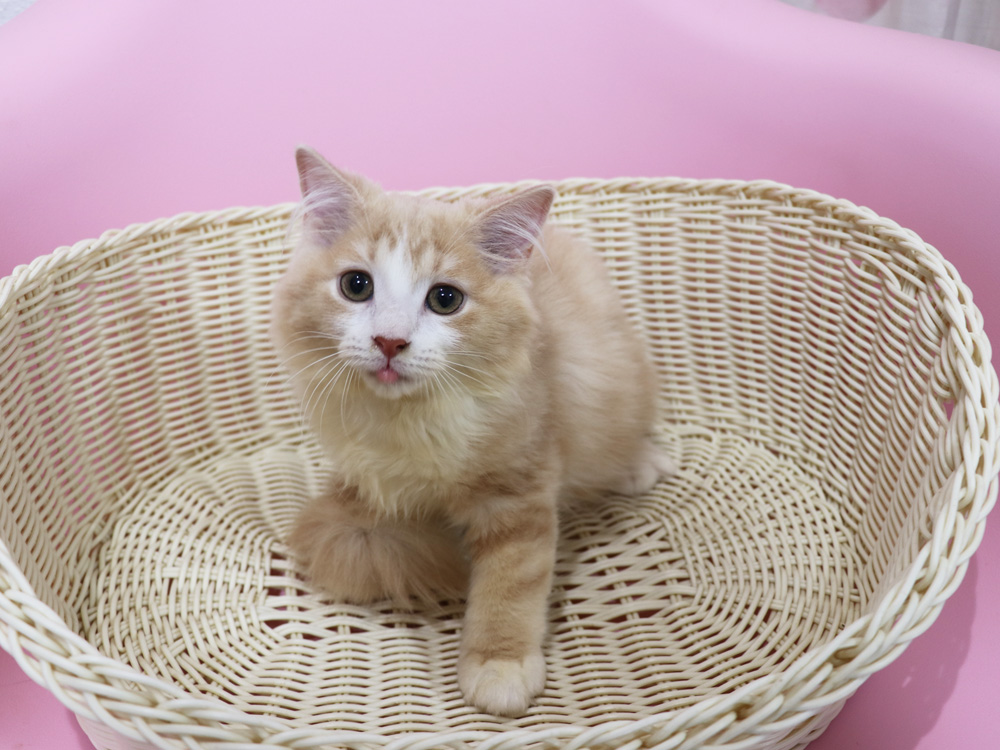 スコティッシュフォールドの子猫画像