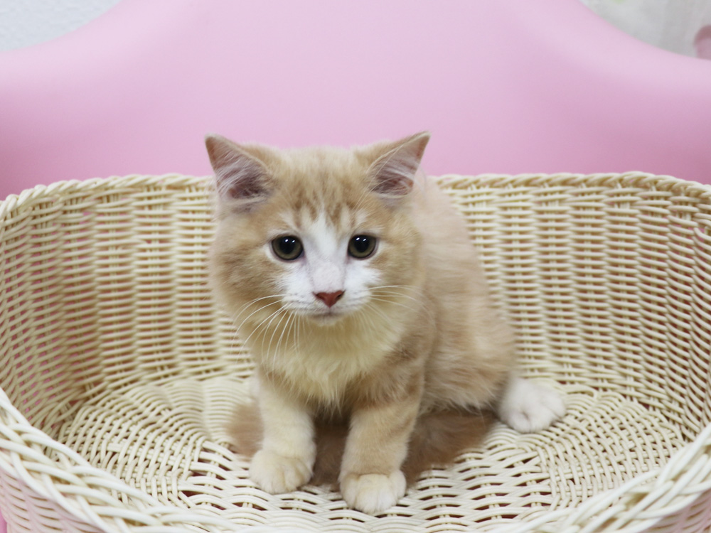 スコティッシュフォールドの子猫画像