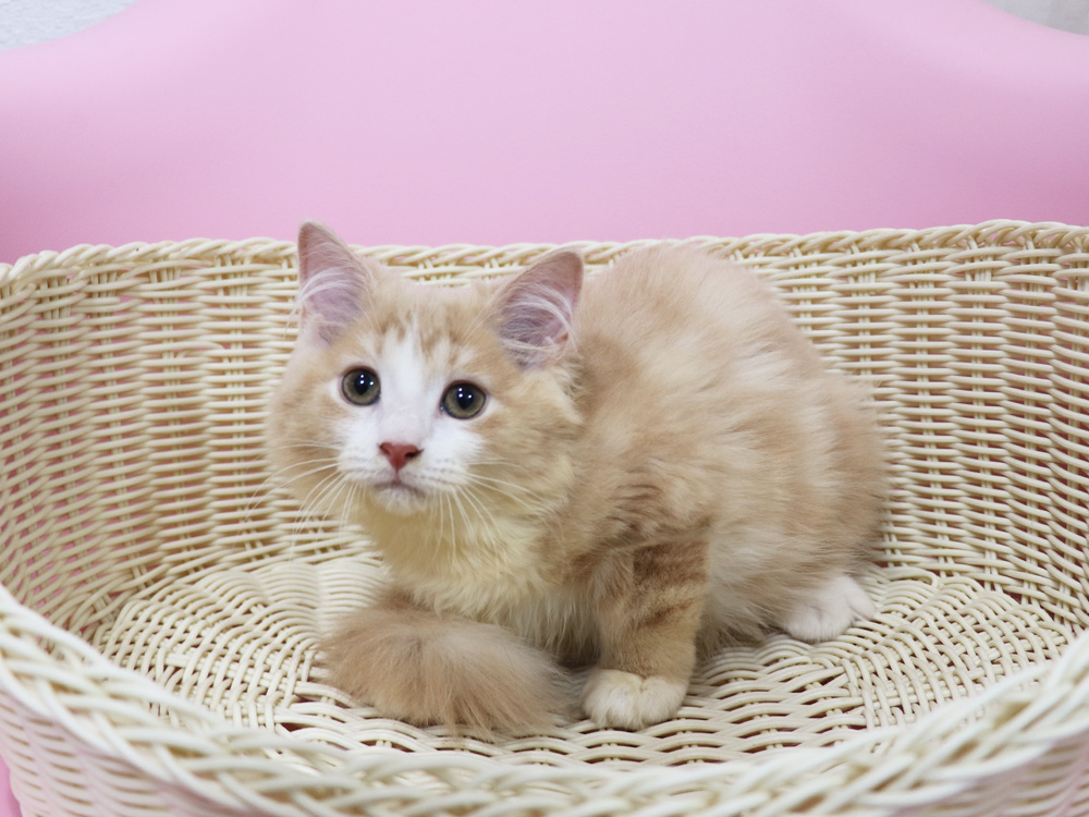 スコティッシュフォールドの子猫画像