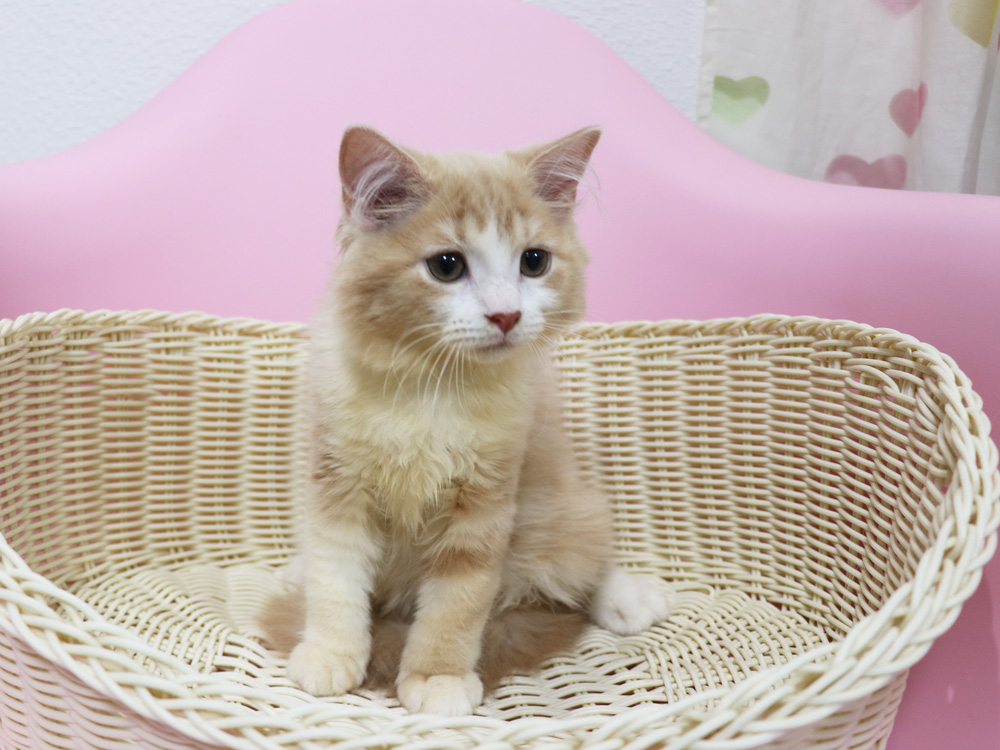 スコティッシュフォールドの子猫画像
