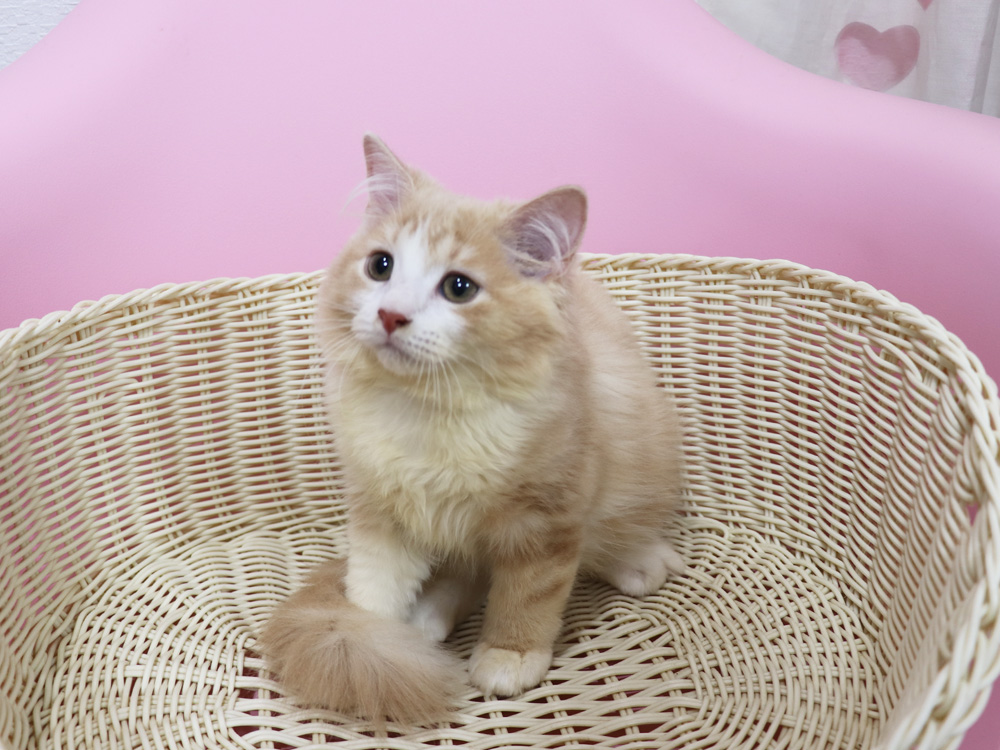 スコティッシュフォールドの子猫画像